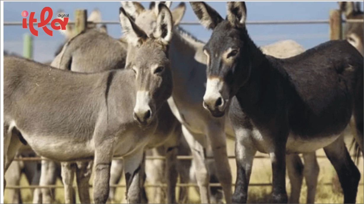 "Donkey Population Further Increases in the Country", Interesting Report by Bureau of Statistics