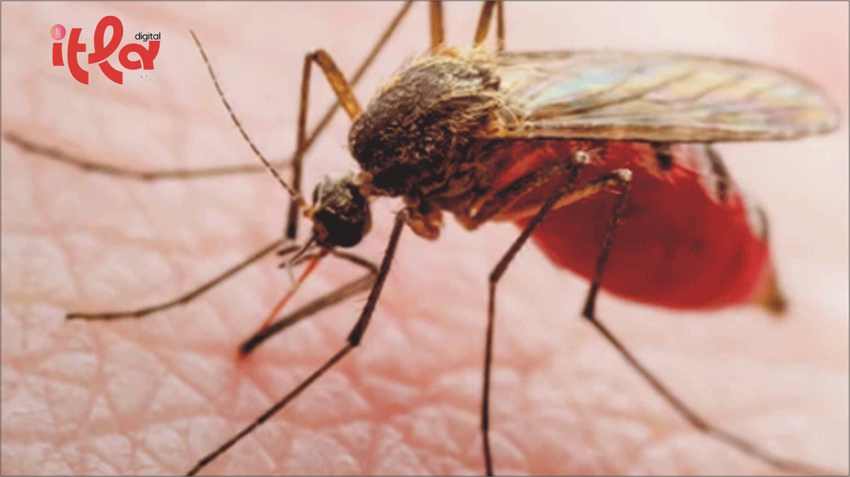 Disease Prevention: Google Laboratory Decides to Release Millions of Mosquitoes in Florida