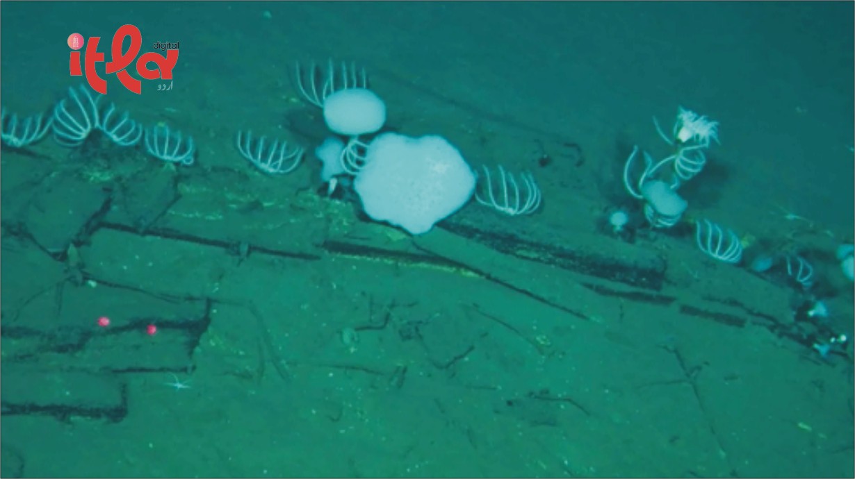 World's Largest Whale Cemetery Discovered in the Indian Ocean