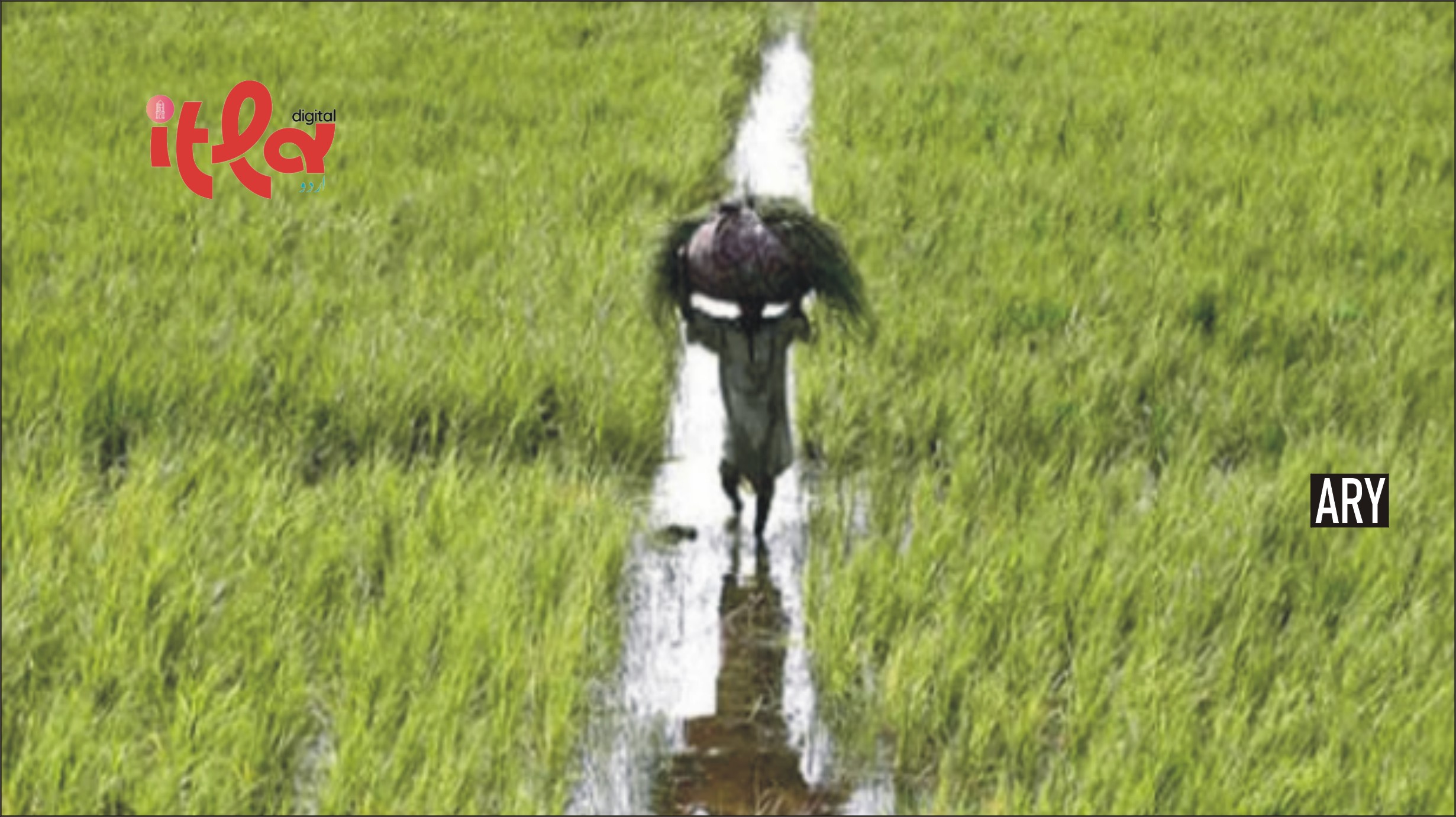 Four Acres of Agricultural Land Available on an Annual Lease of Just 100 Rupees