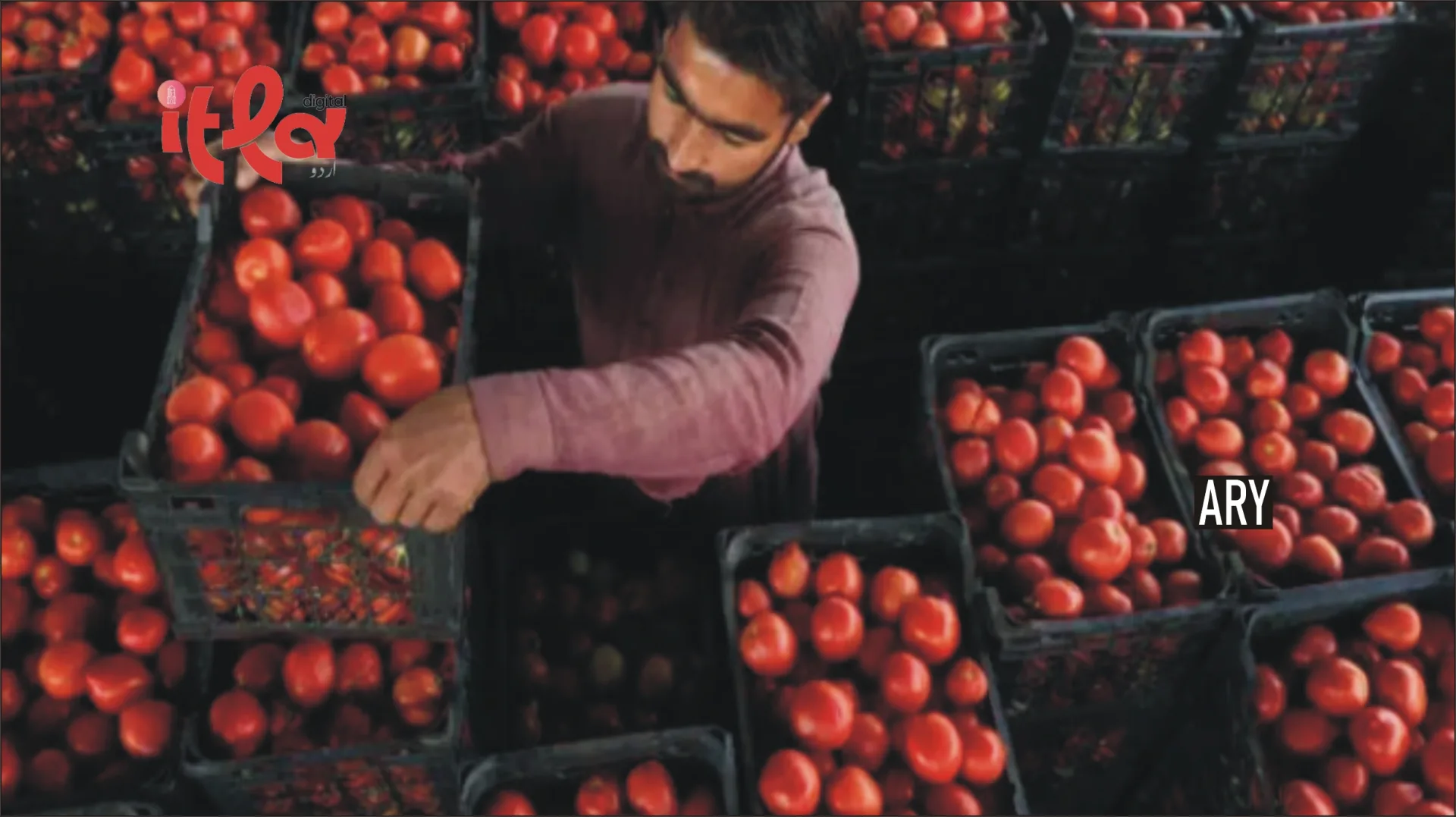 Iranian Tomatoes Enter the Market Following Iranian Petrol